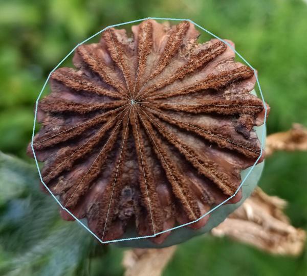 Mohn Heptadekagon, © eM 2026